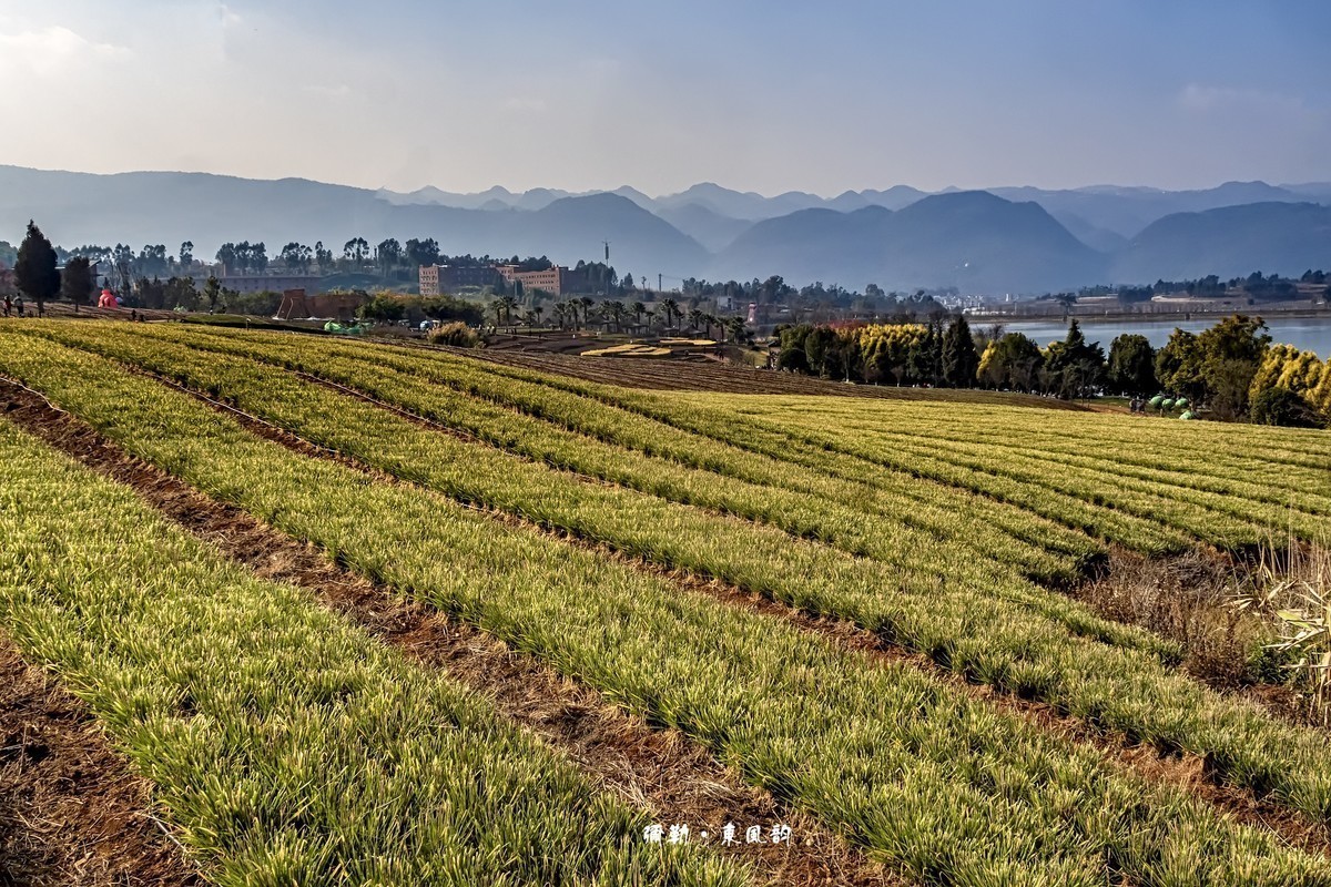 云南弥勒 · 东风韵