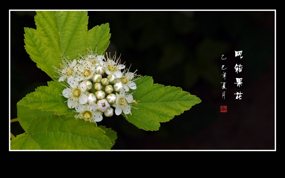 一簇簇白色的风箱果花