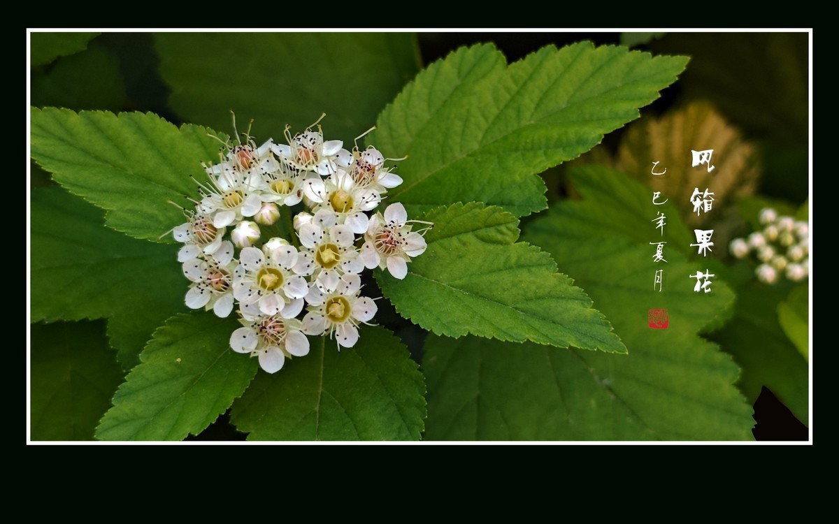 一簇簇白色的风箱果花