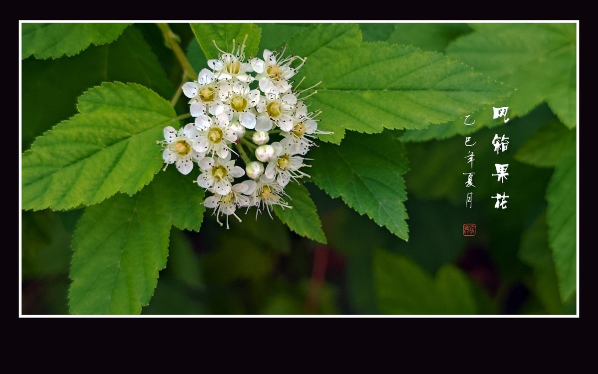 一簇簇白色的风箱果花