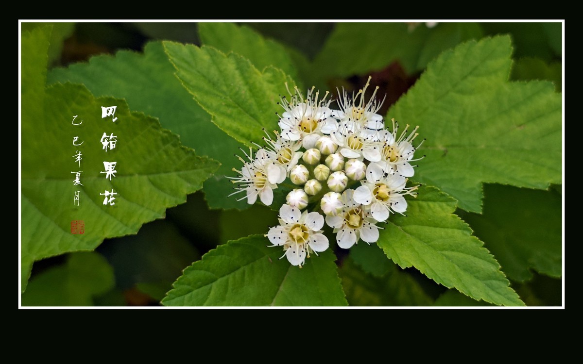 一簇簇白色的风箱果花