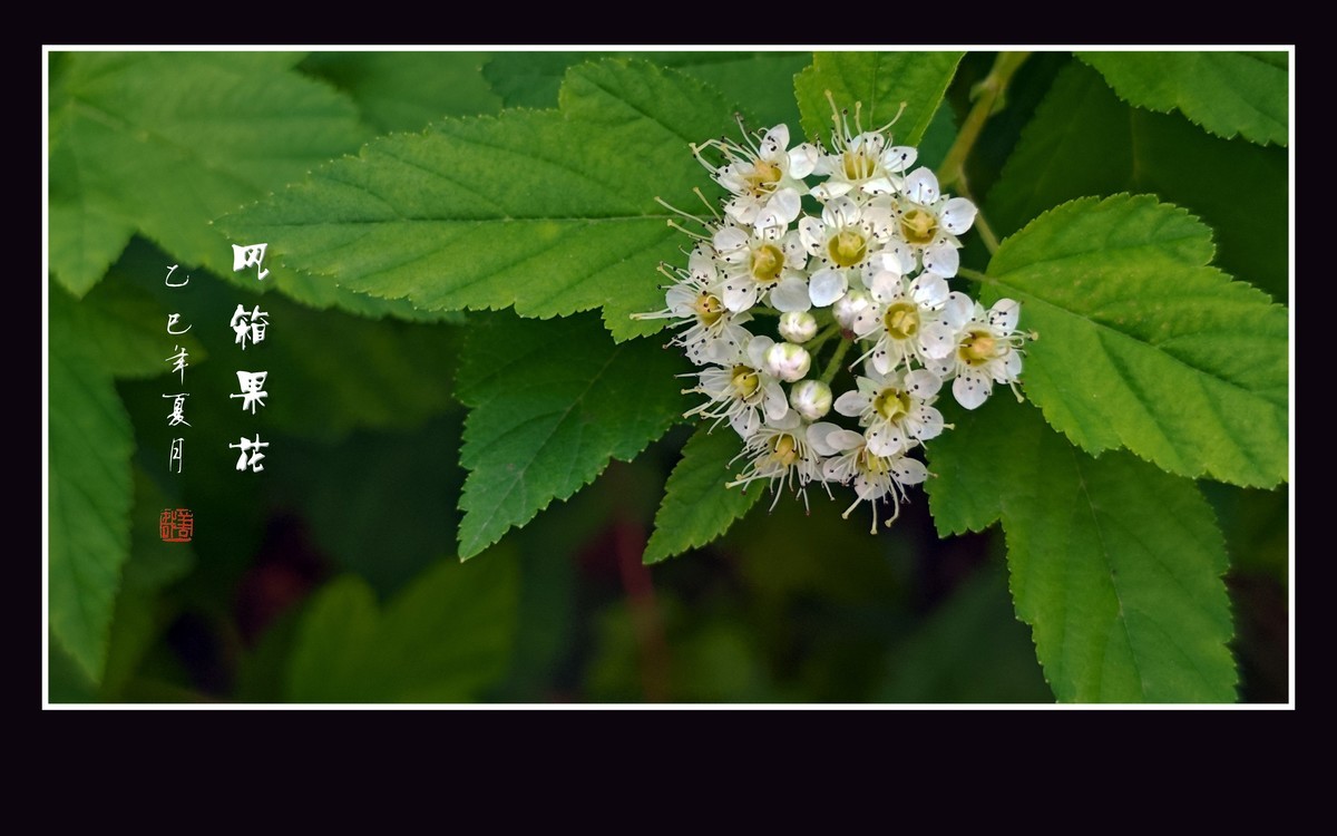 一簇簇白色的风箱果花