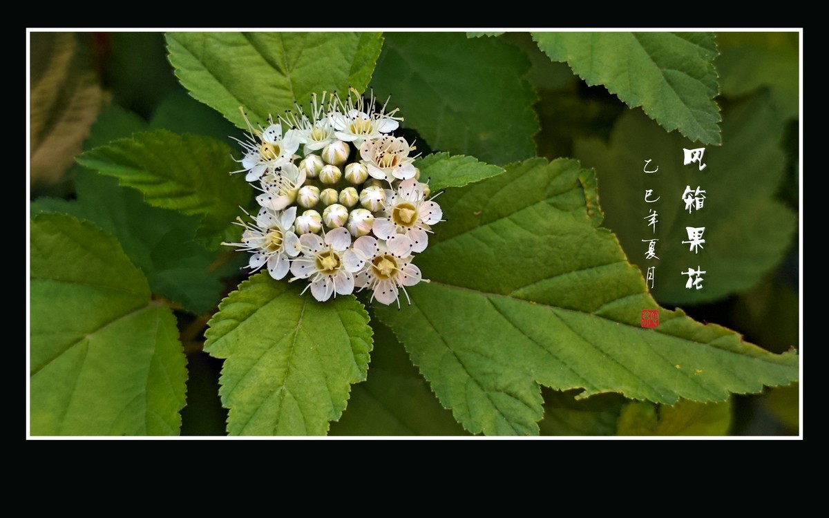 一簇簇白色的风箱果花