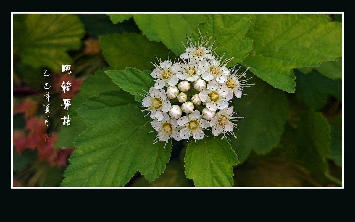 一簇簇白色的风箱果花