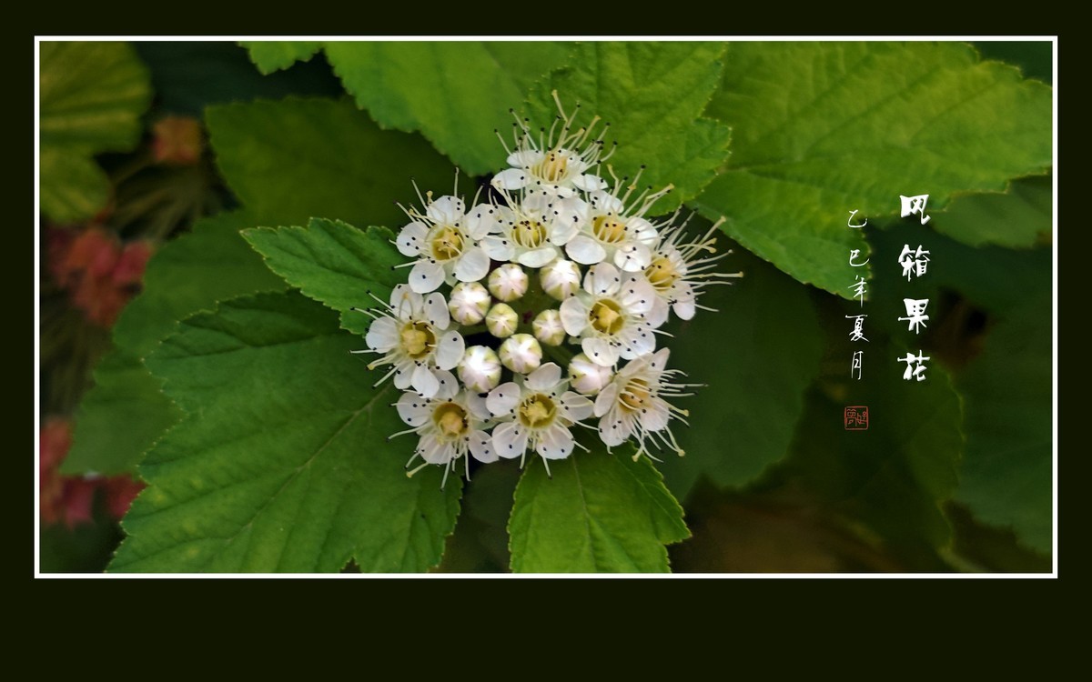 一簇簇白色的风箱果花