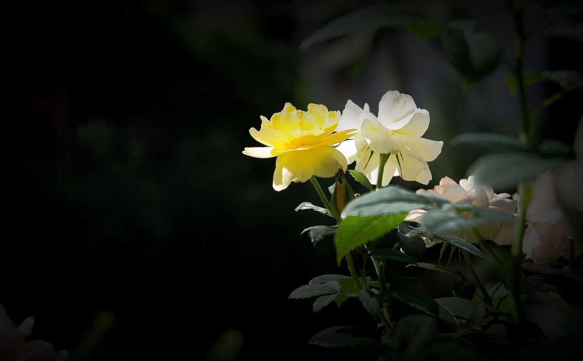 月季盛开（续）