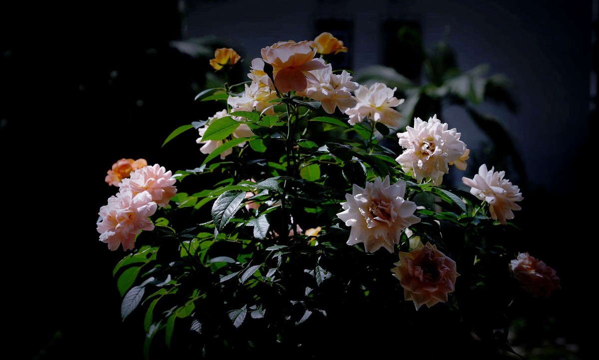 月季盛开（续）