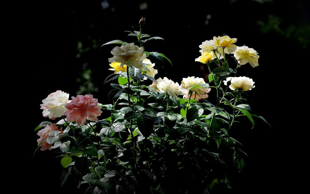 月季盛开（续）