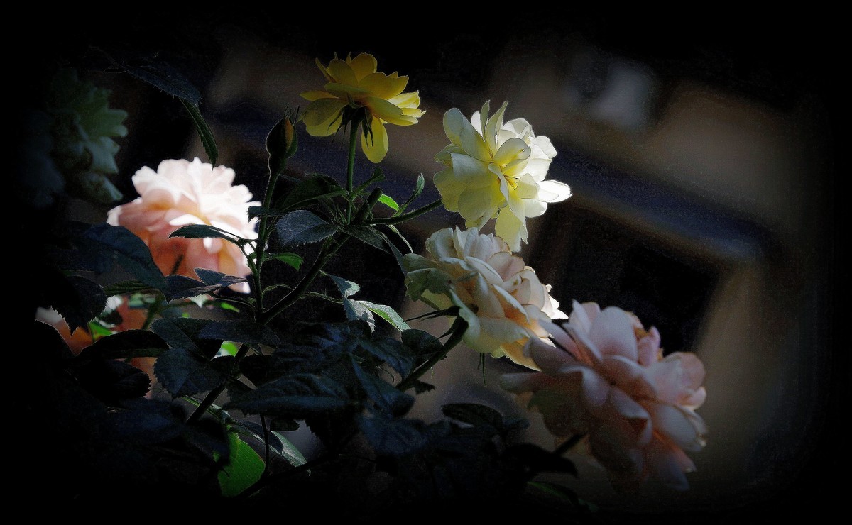 月季盛开（续）