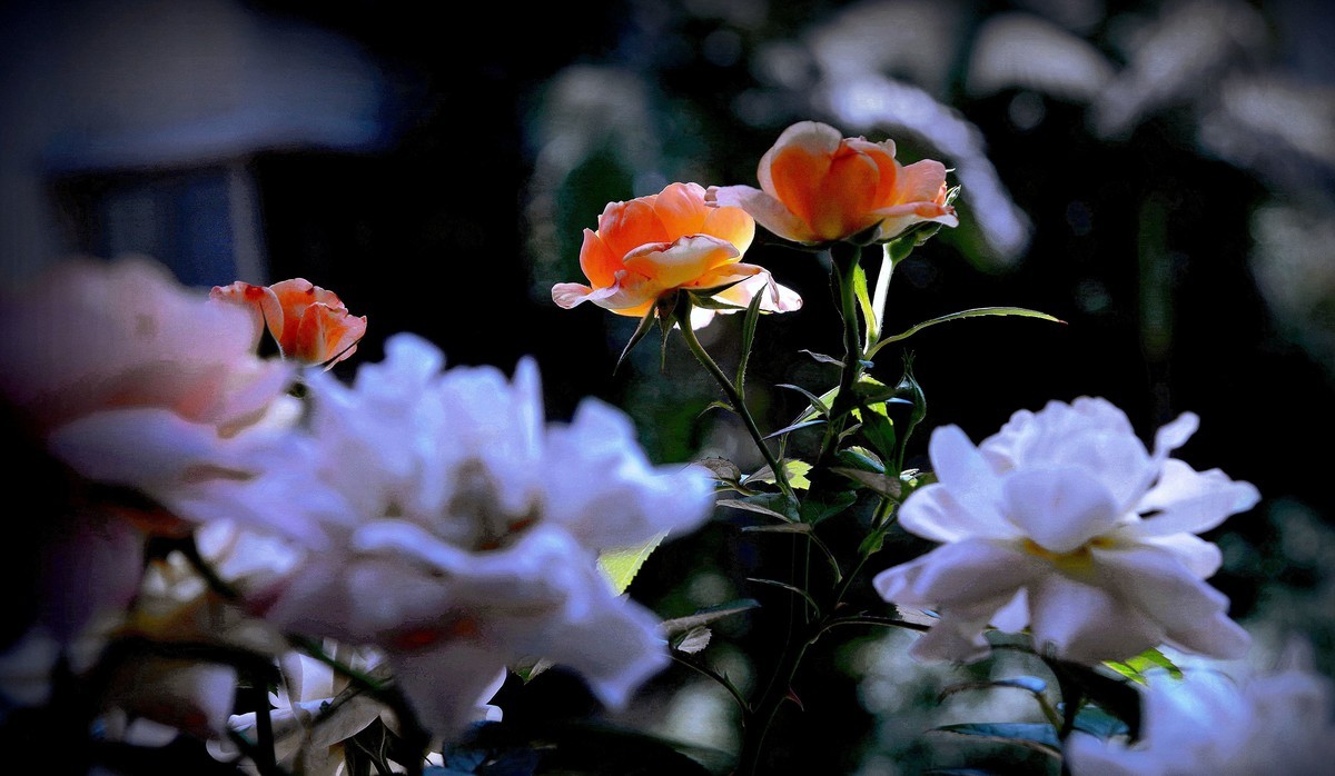 月季盛开（续）