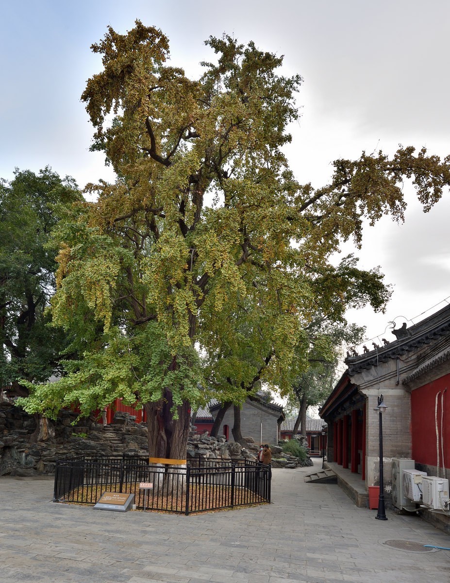 万寿寺  北京艺术博物馆2/6