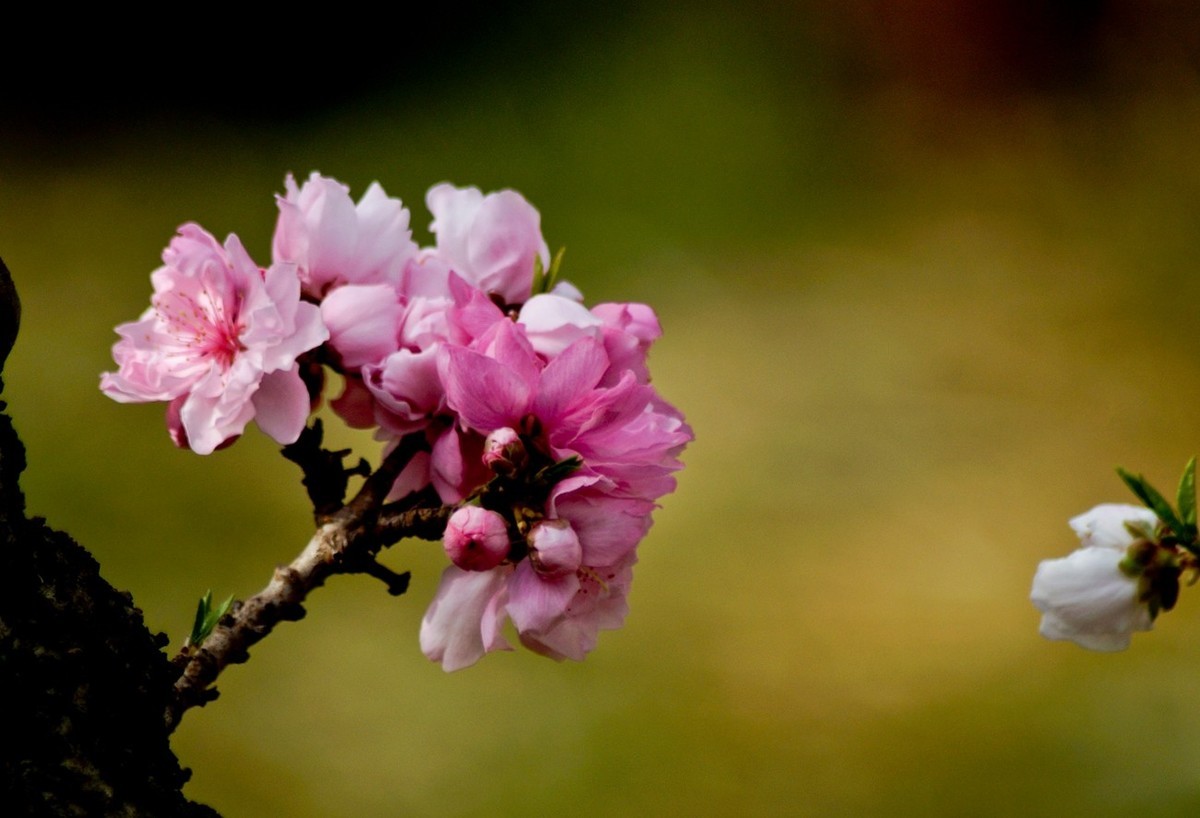 酷暑赏春花（三）