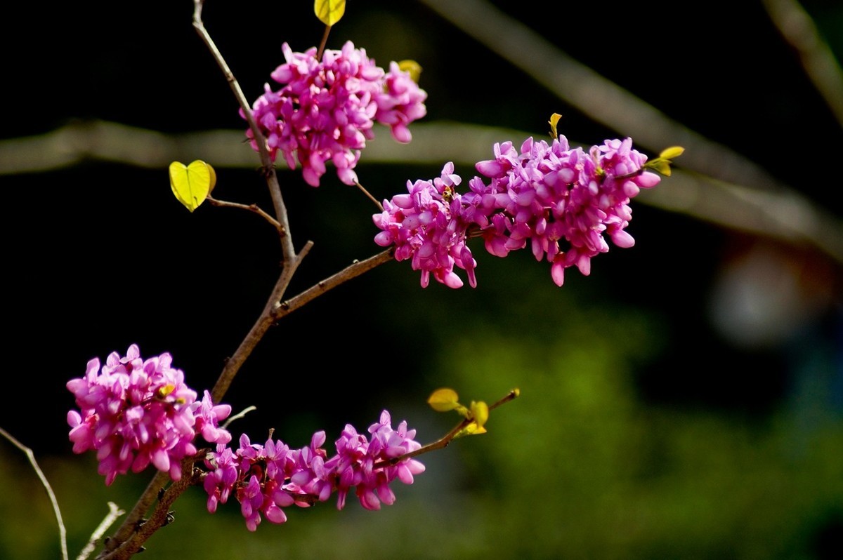 酷暑赏春花（三）