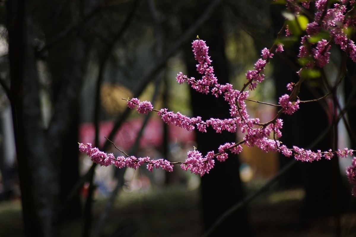 酷暑赏春花（三）