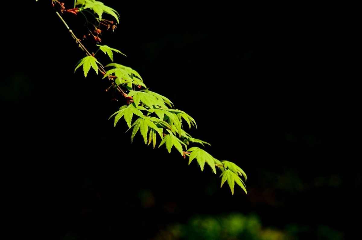 酷暑赏春花（三）