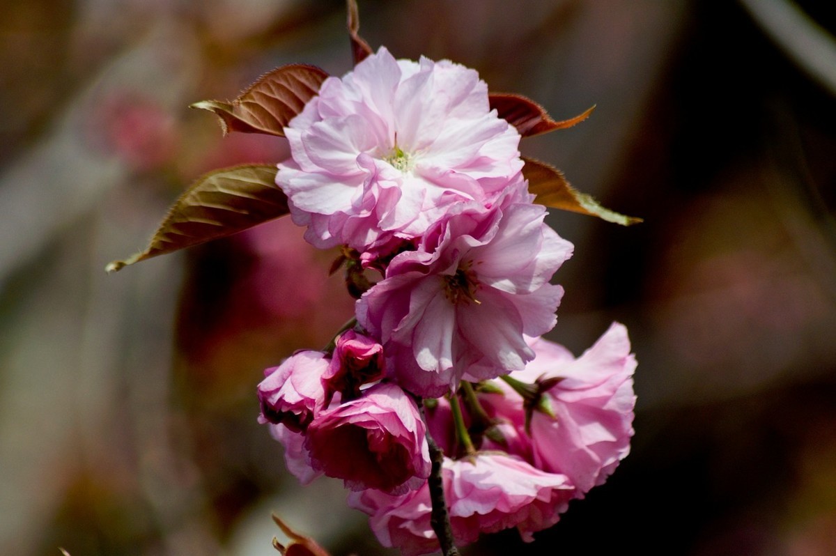 酷暑赏春花（三）