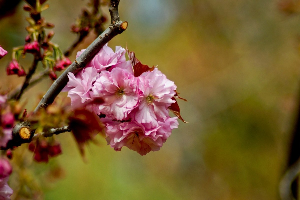酷暑赏春花（三）