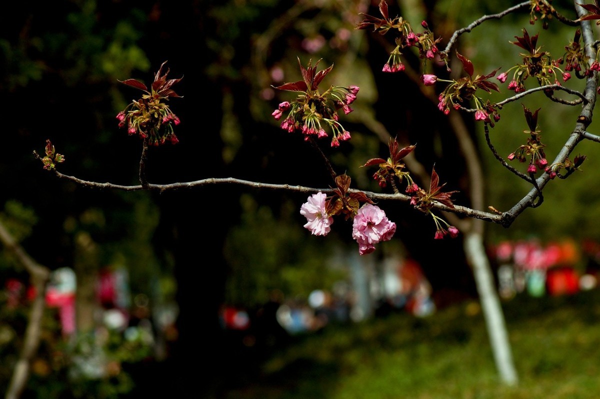 酷暑赏春花（三）
