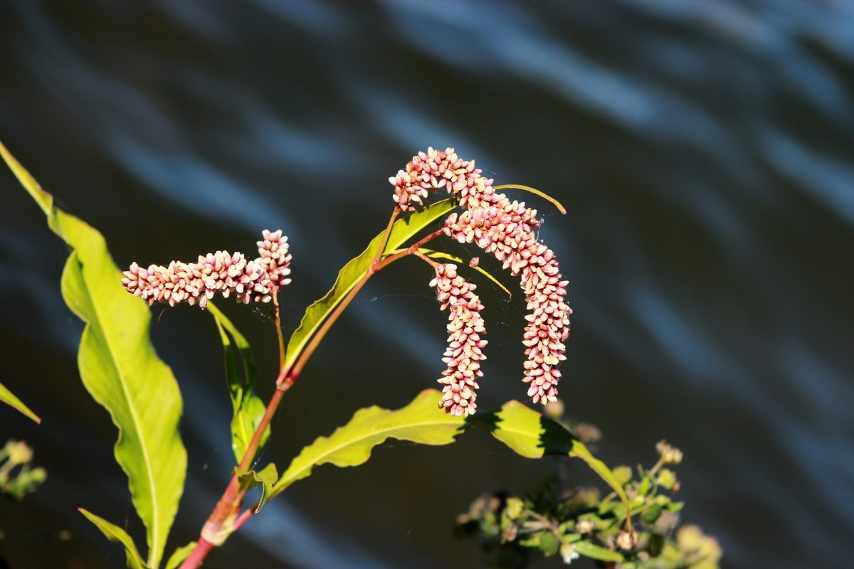 路边采野花，野草，野生灵。