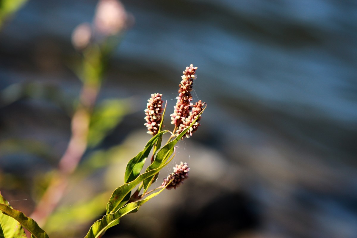 路边采野花，野草，野生灵。