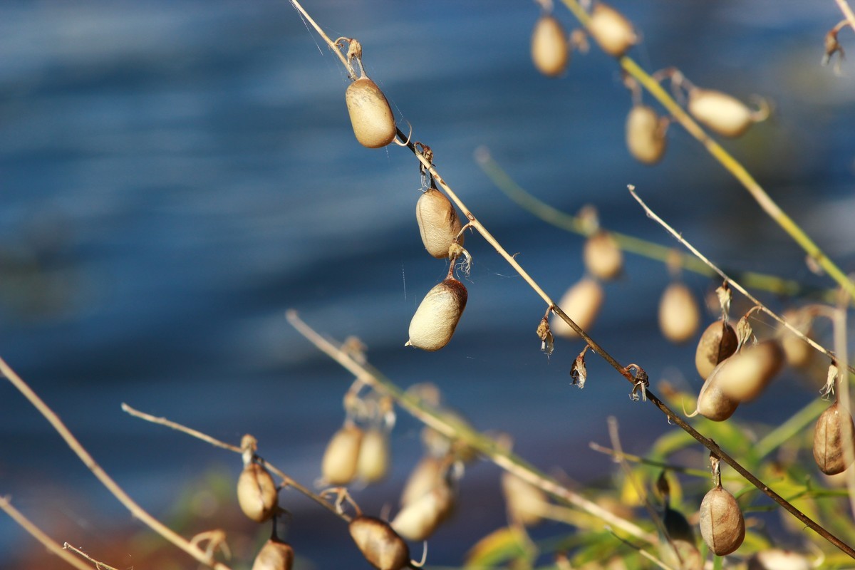 路边采野花，野草，野生灵。