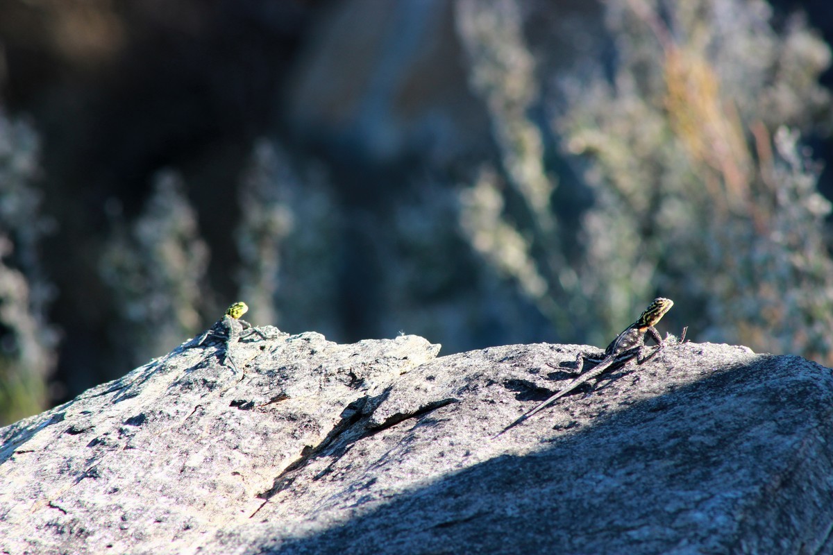 路边采野花，野草，野生灵。