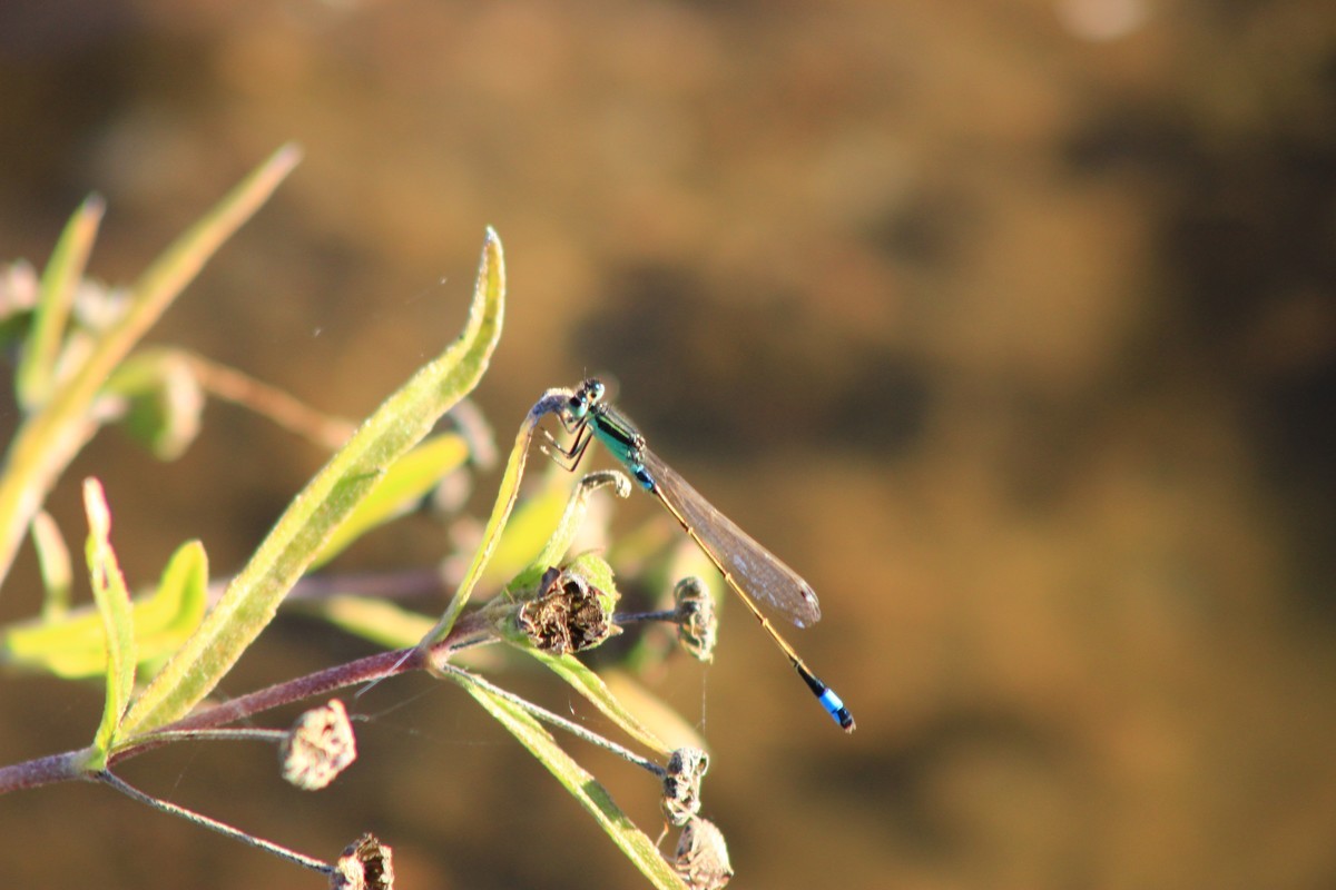 路边采野花，野草，野生灵。