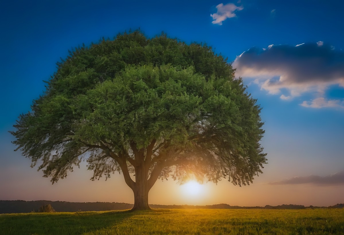 大树背后的日出人生的希望与方向