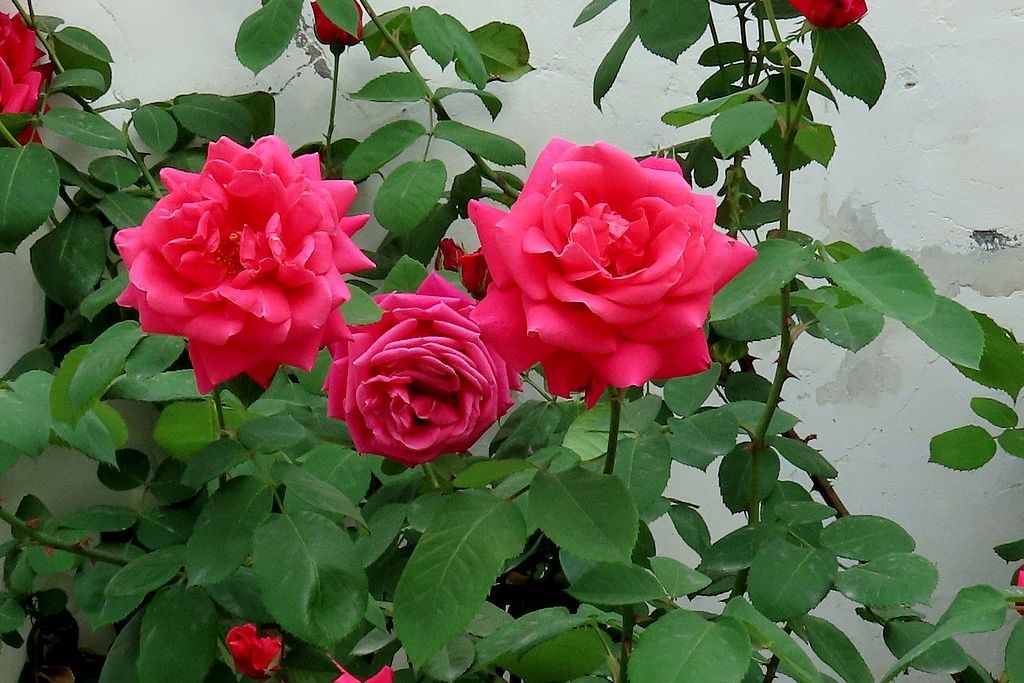 月季花=8