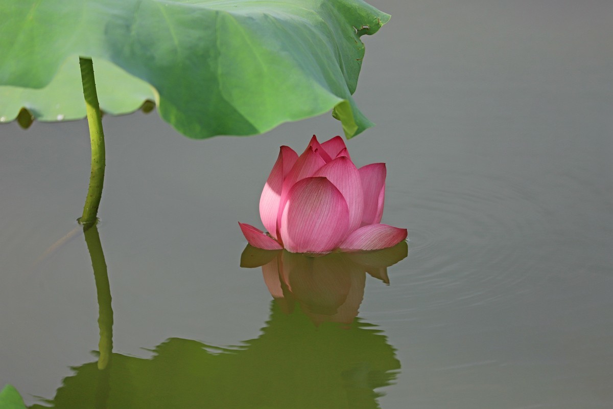 出水芙蓉