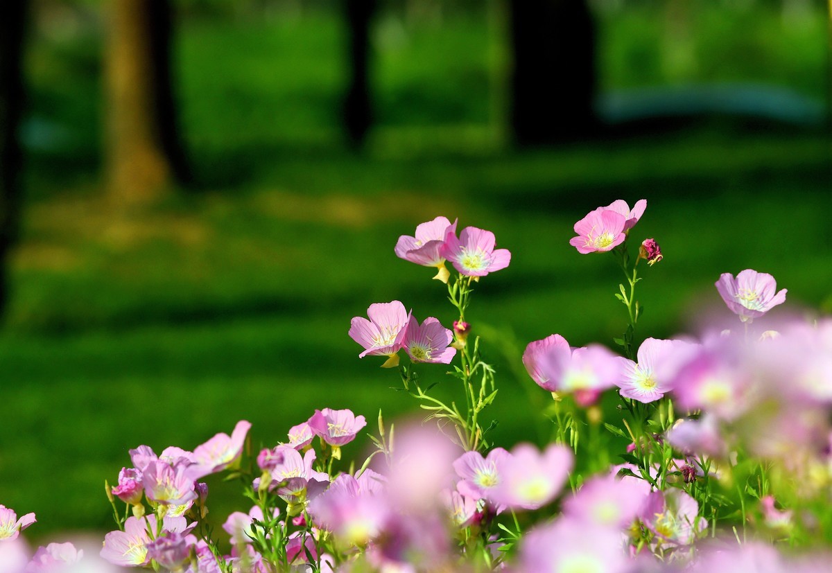 【图集】夏之初来 ▏月见草