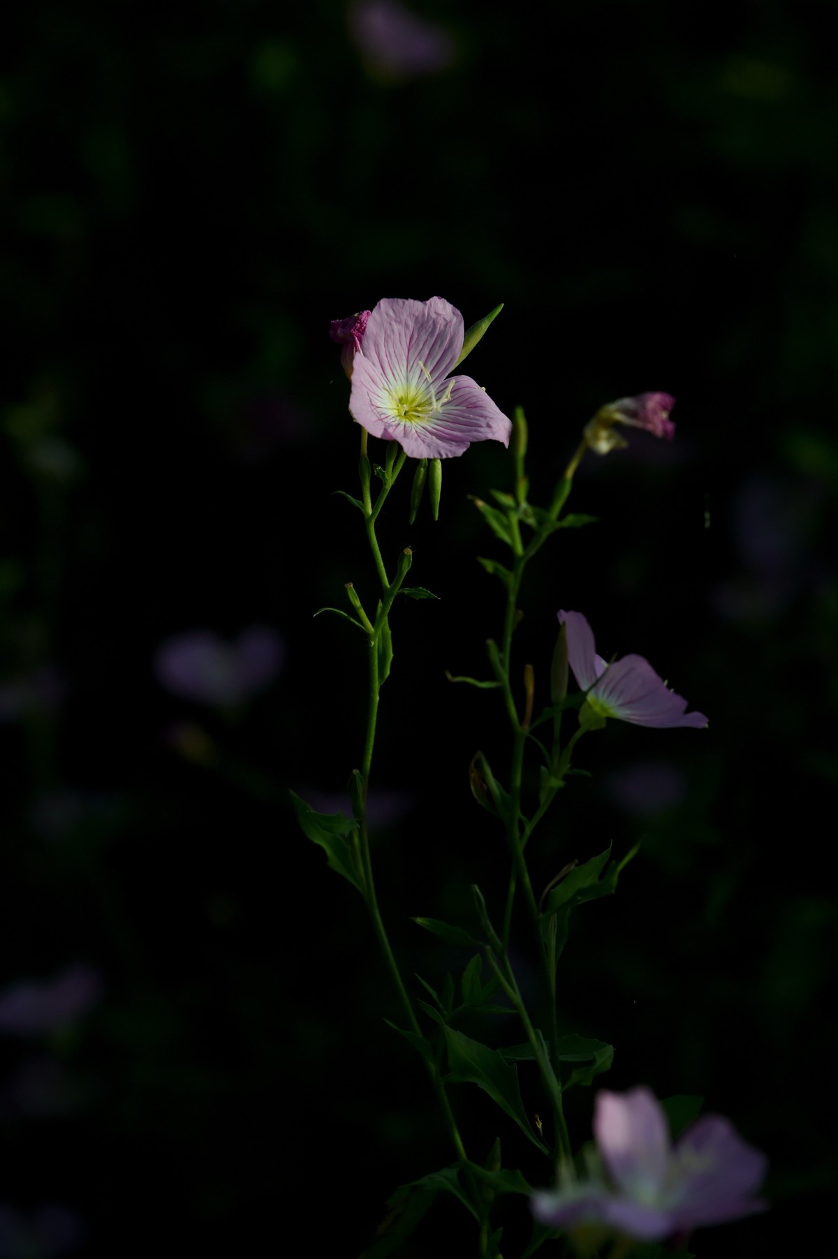 【图集】夏之初来 ▏月见草
