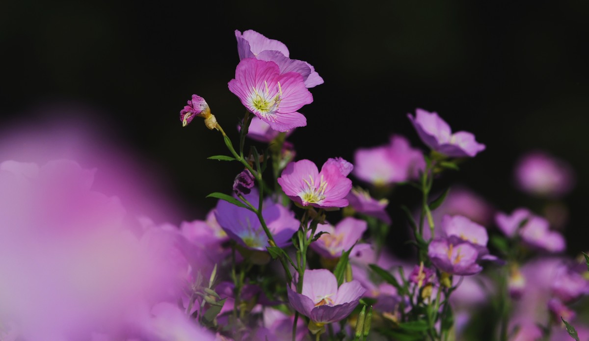 【图集】夏之初来 ▏月见草