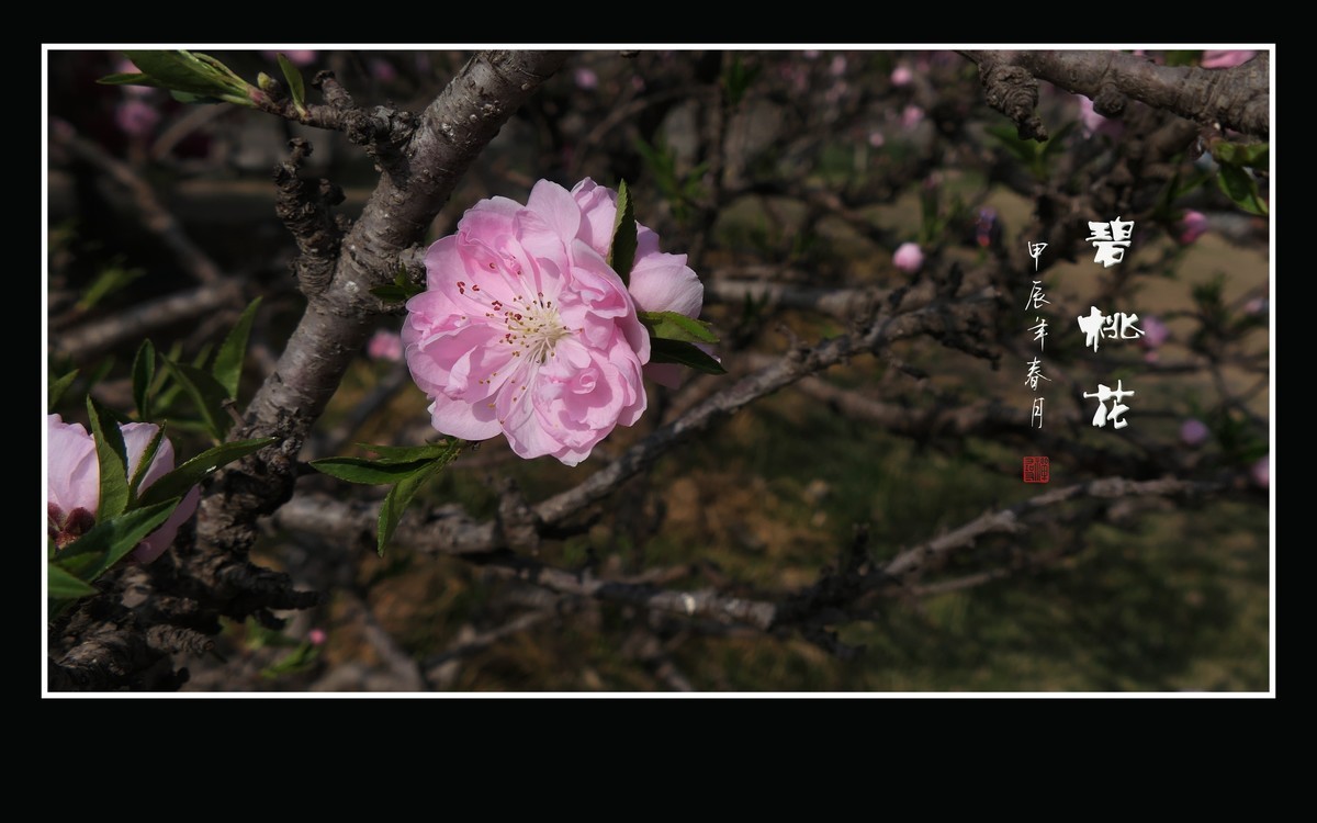 鲜艳粉嫩的粉花碧桃