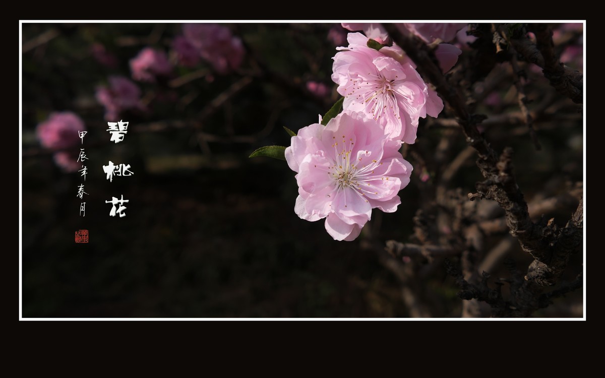 鲜艳粉嫩的粉花碧桃