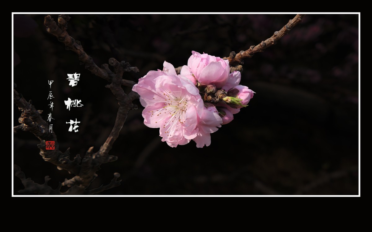 鲜艳粉嫩的粉花碧桃