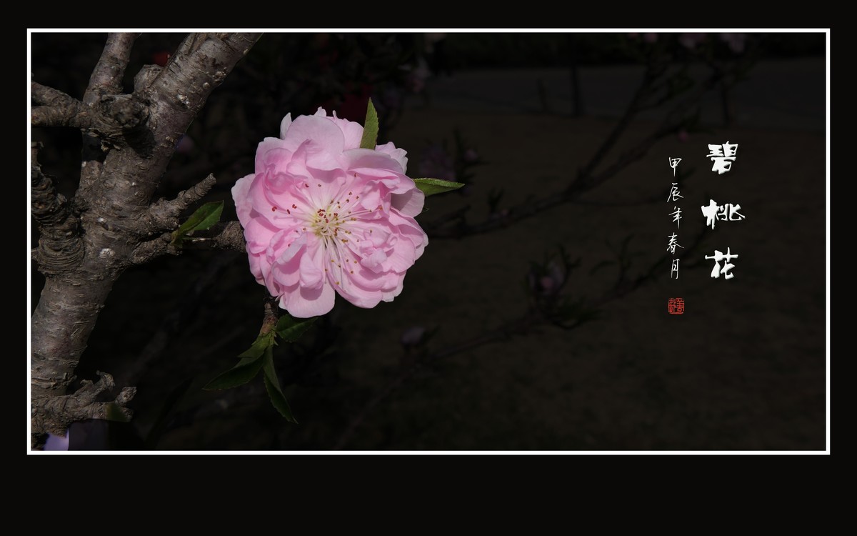 鲜艳粉嫩的粉花碧桃