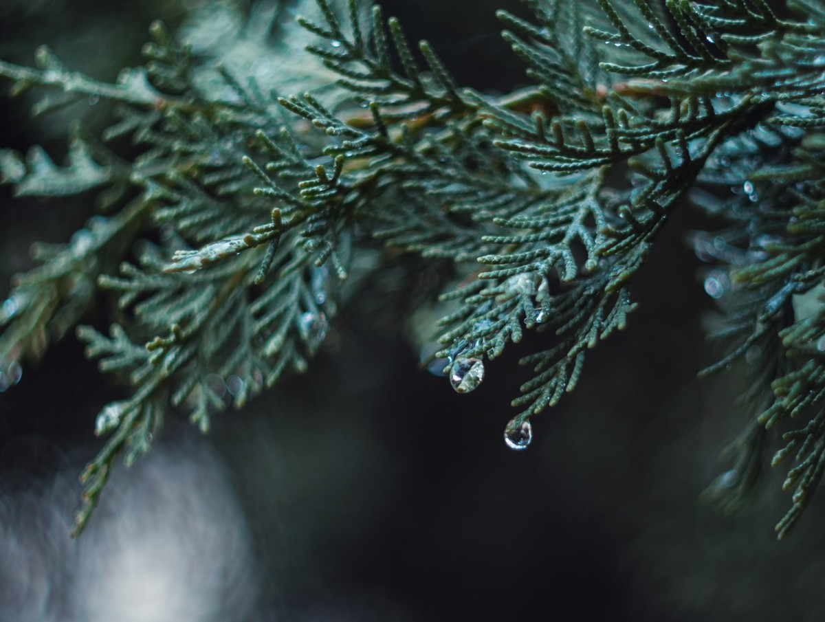 奥林巴斯——松之冻泪