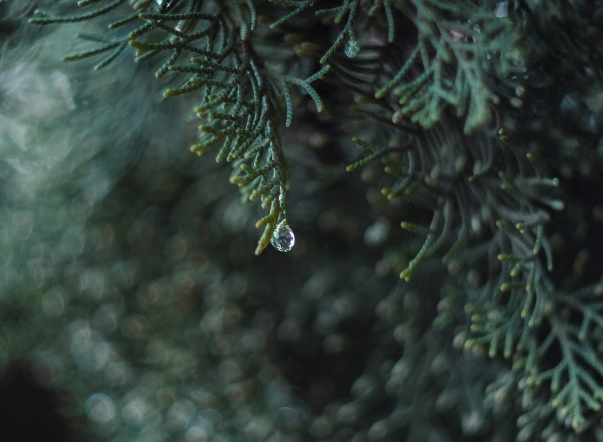 奥林巴斯——松之冻泪