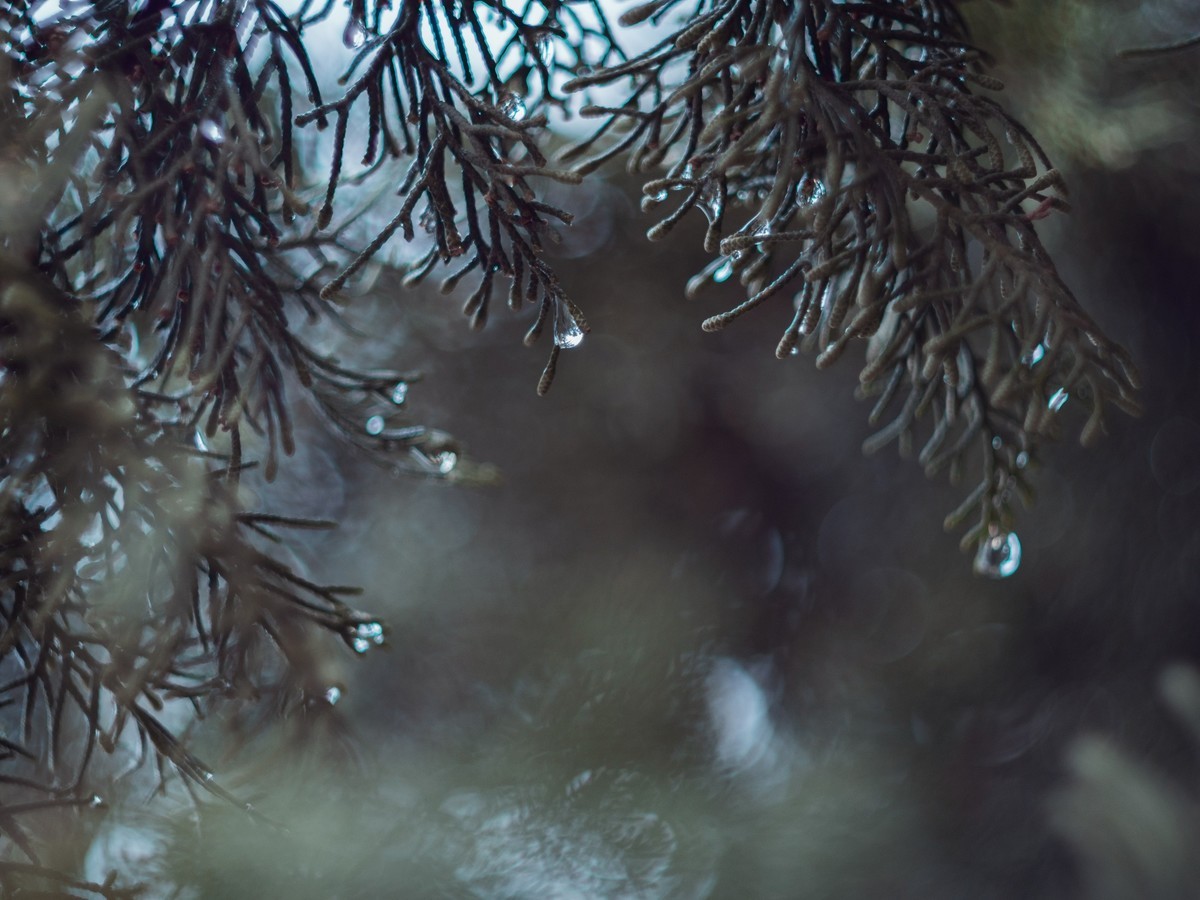 奥林巴斯——松之冻泪