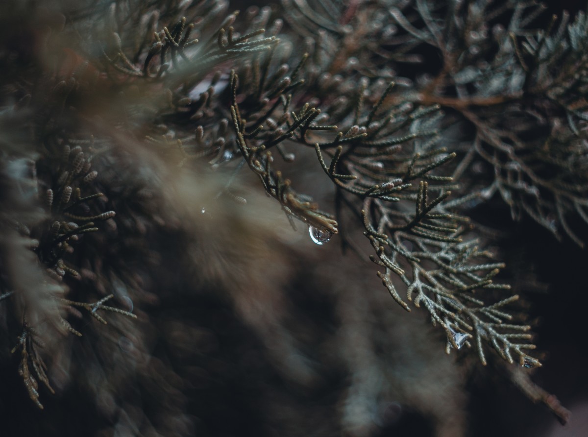 奥林巴斯——松之冻泪