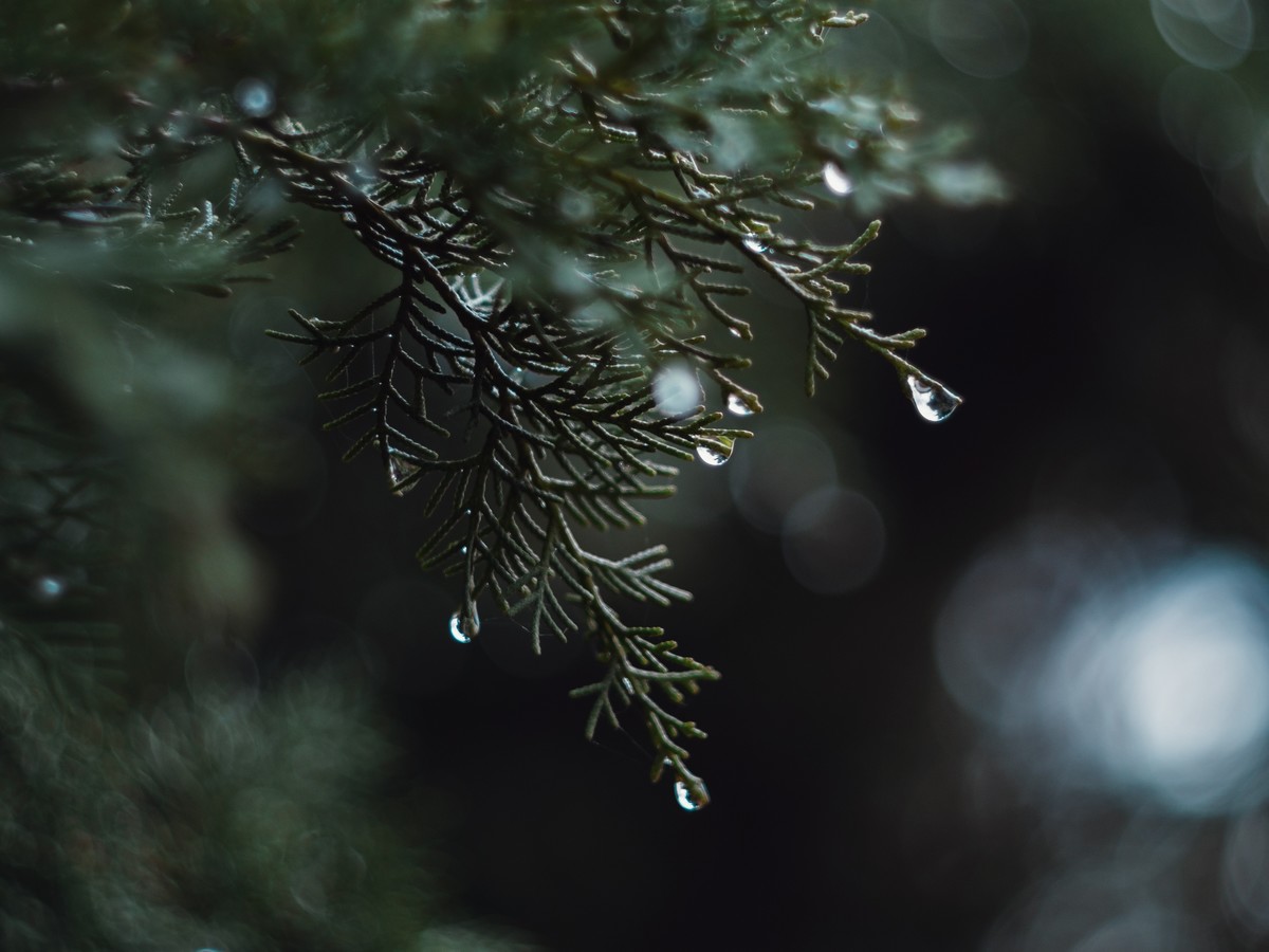 奥林巴斯——松之冻泪