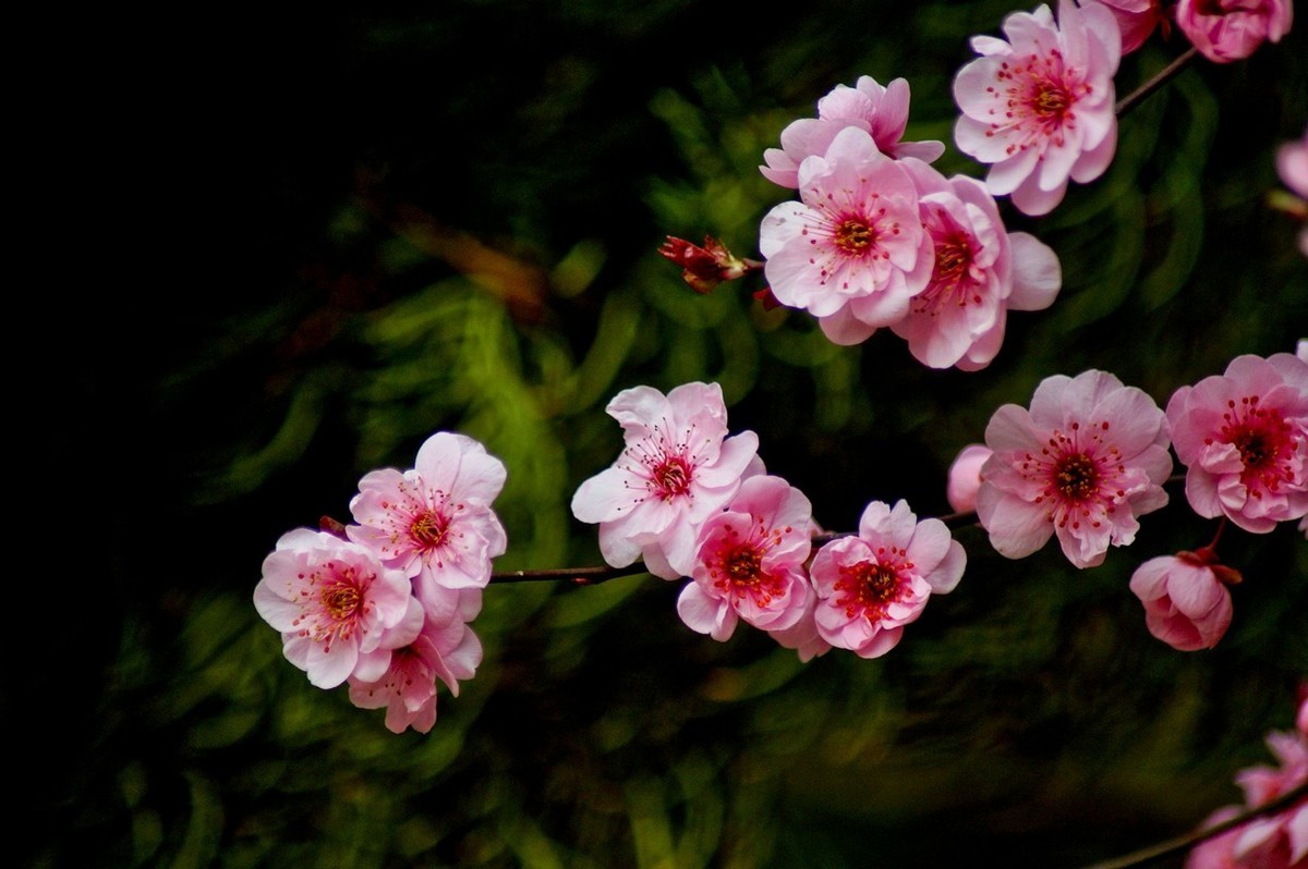 秋赏春花——（三）