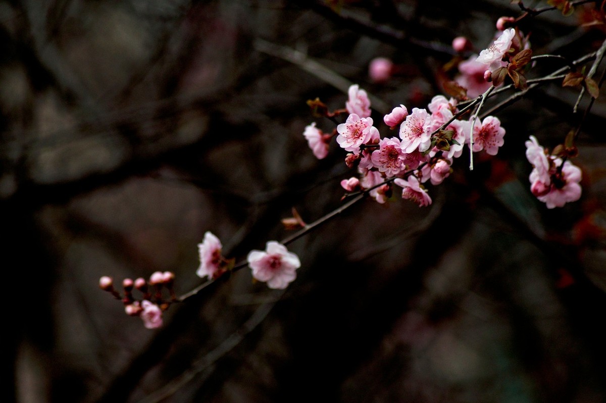 秋赏春花——（三）