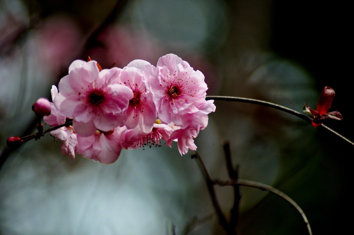 秋赏春花——（三）