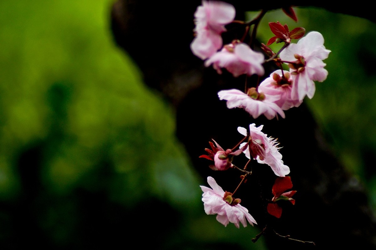 秋赏春花——（三）