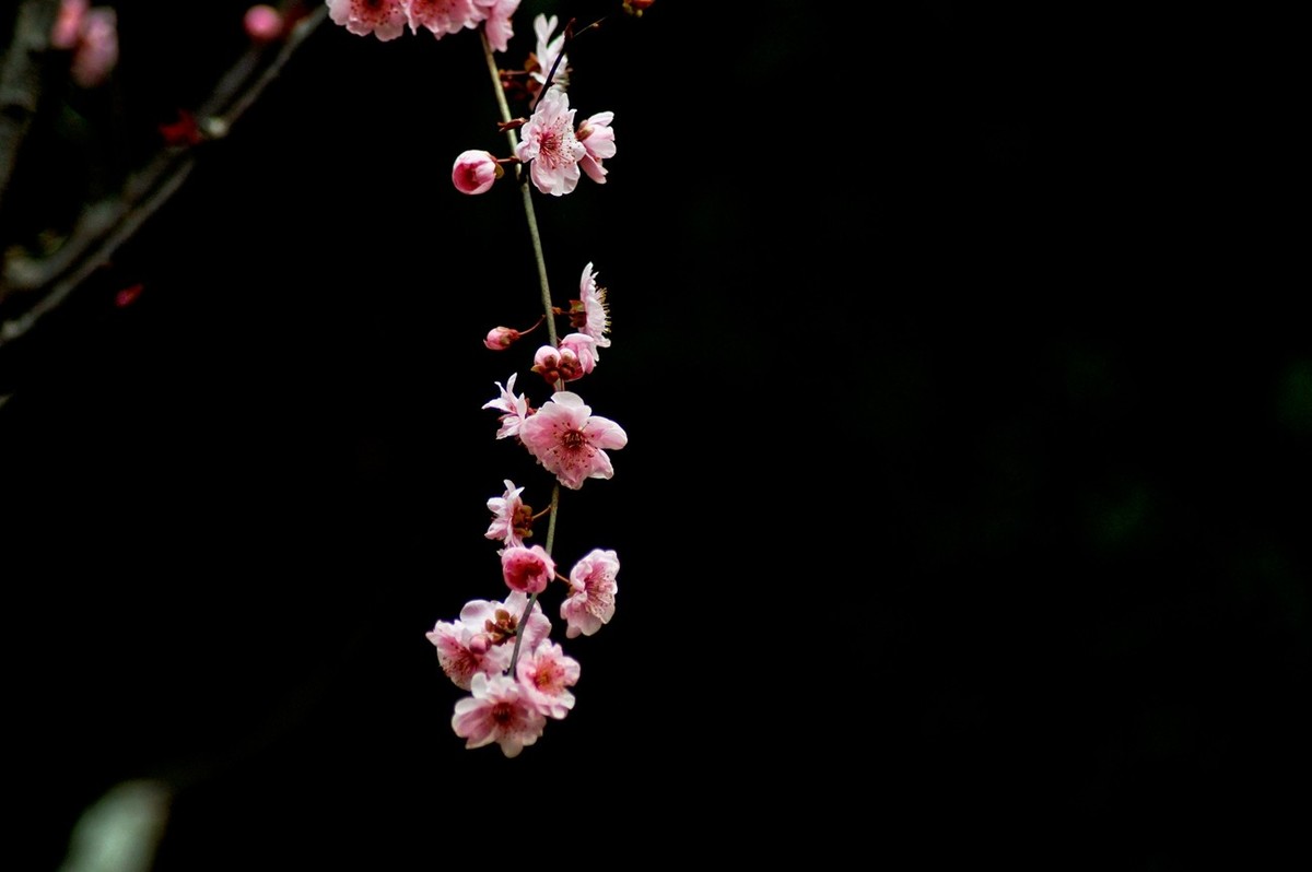秋赏春花——（三）