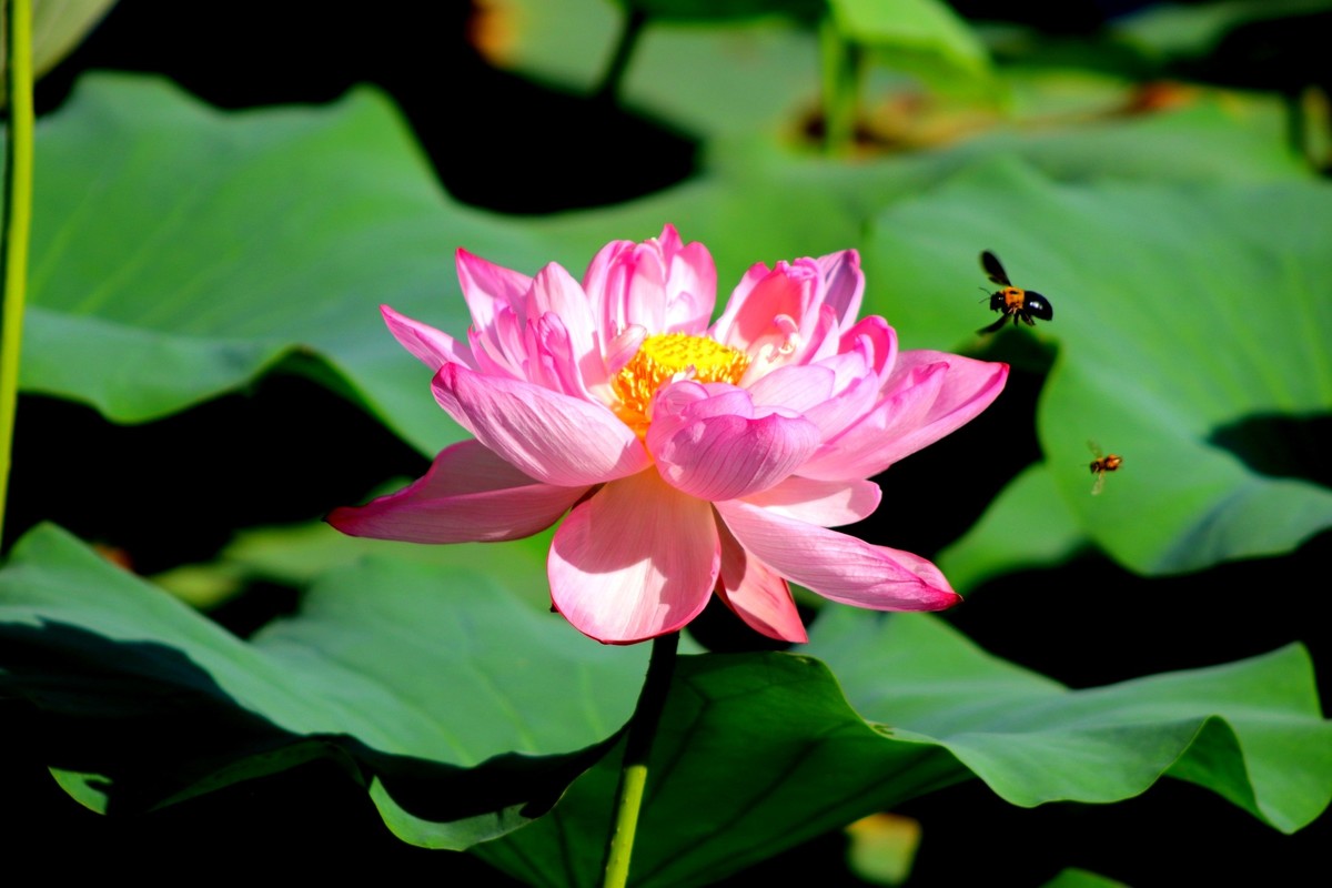 荷花。。。。。。。。。。。。。。。。。