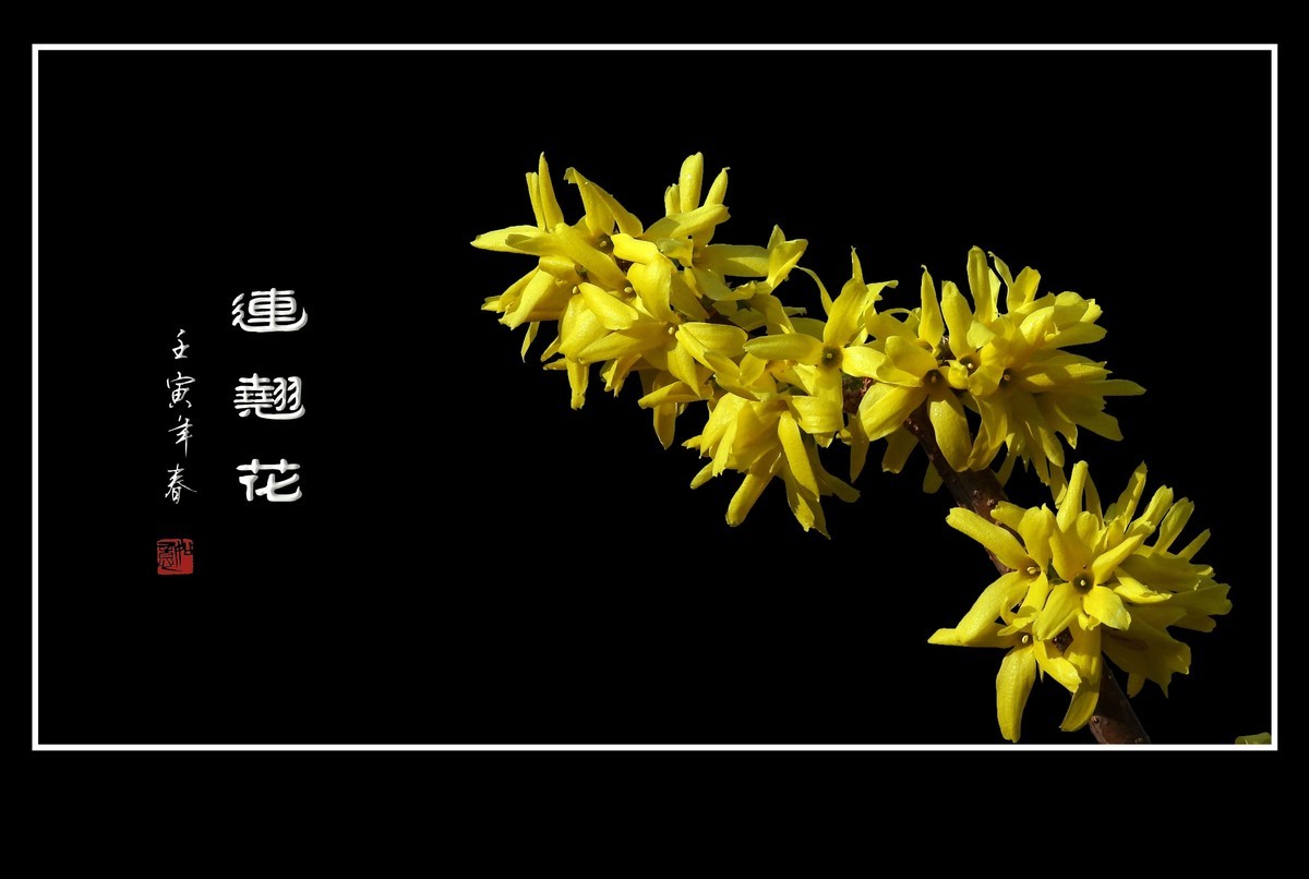 千步连翘不染尘,降香懒画蛾眉春.