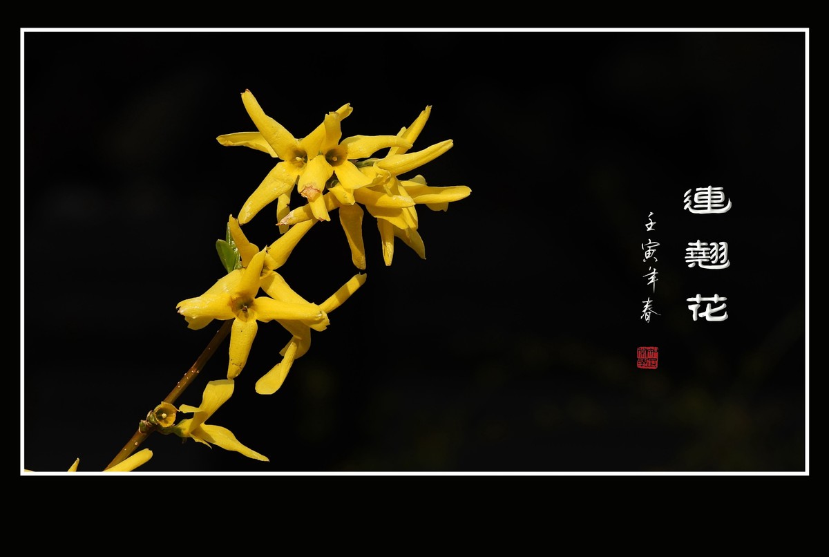 千步连翘不染尘,降香懒画蛾眉春.